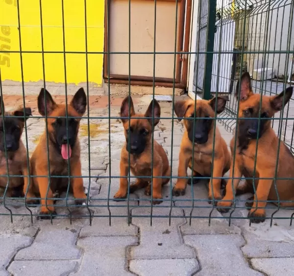 Muhteşem Kan Hattı Malinois Yavrular