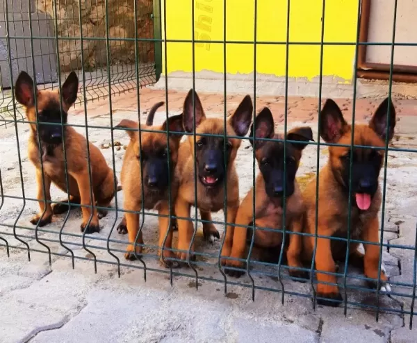 Muhteşem Kan Hattı Malinois Yavrular