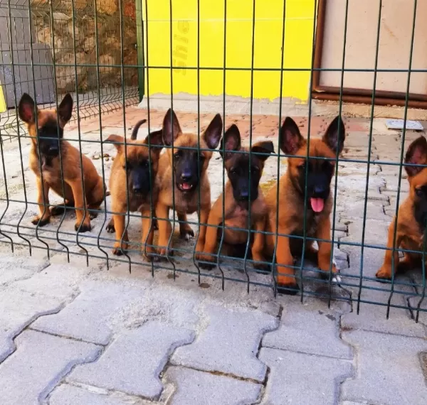 Muhteşem Kan Hattı Malinois Yavrular