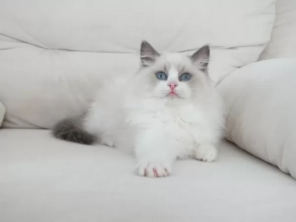 Full Şecereli Ragdoll Yavruları