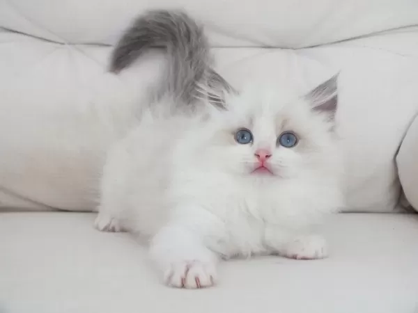 Full Şecereli Ragdoll Yavruları