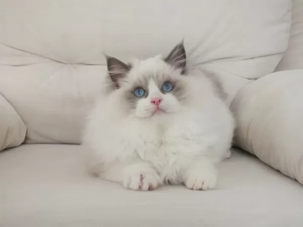 Full Şecereli Ragdoll Yavruları