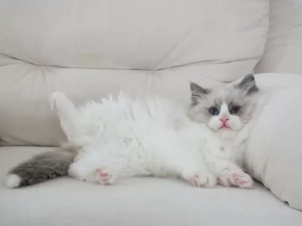 Full Şecereli Ragdoll Yavruları