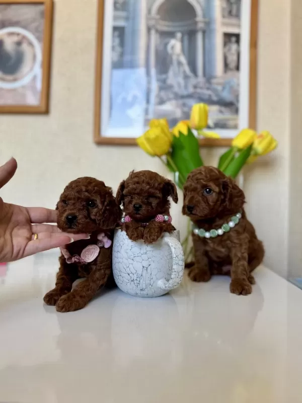 Toy Poodle Safkan Yavrular