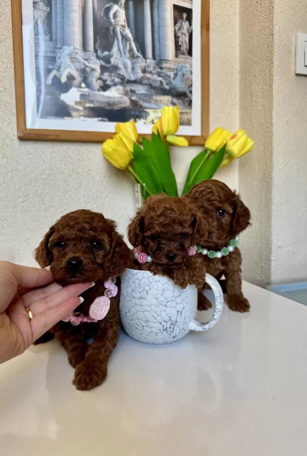 Toy Poodle Safkan Yavrular