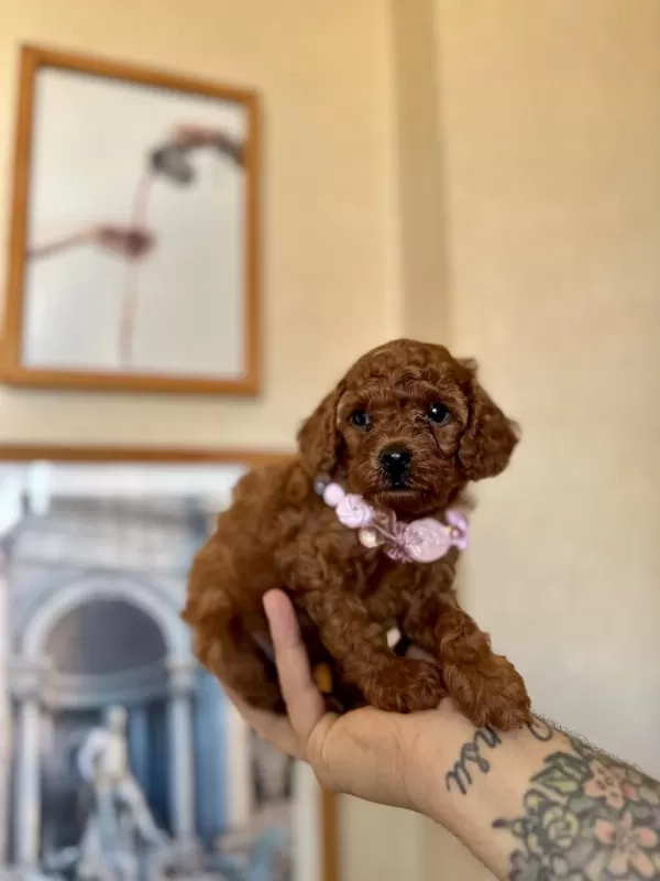 Toy Poodle Safkan Yavrular