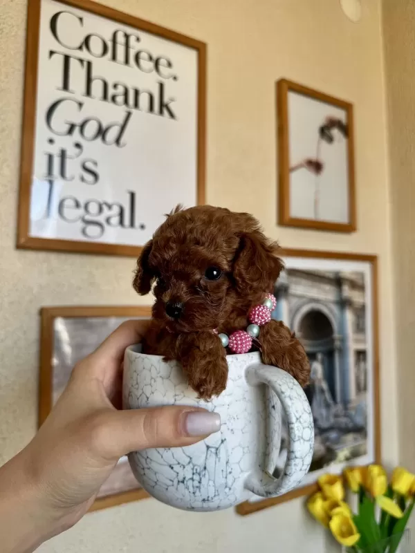Toy Poodle Safkan Yavrular