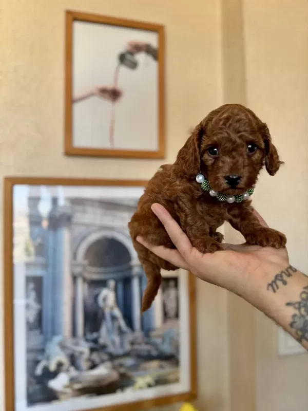 Toy Poodle Safkan Yavrular
