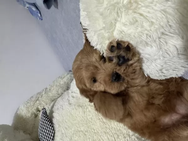 2 Aylık Dişi Toy Poodle Yavrumuz
