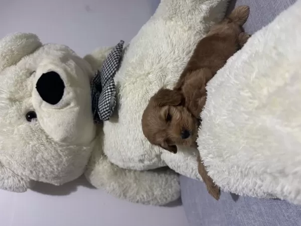 2 Aylık Dişi Toy Poodle Yavrumuz