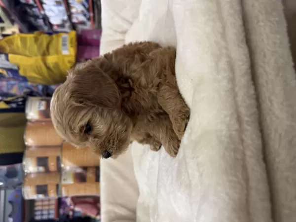 2 Aylık Dişi Toy Poodle Yavrumuz