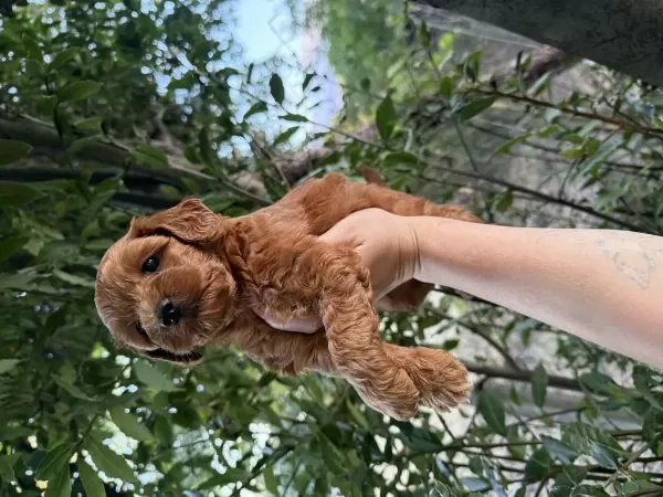 En Koyusundan Aşılı Maltipoo
