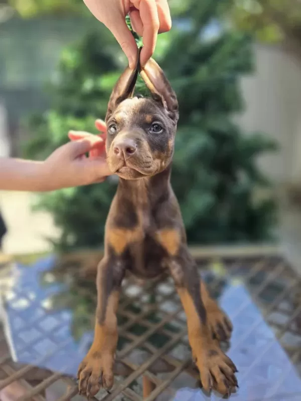 Ev Doğumlu, King Doberman Kızıl Erkek
