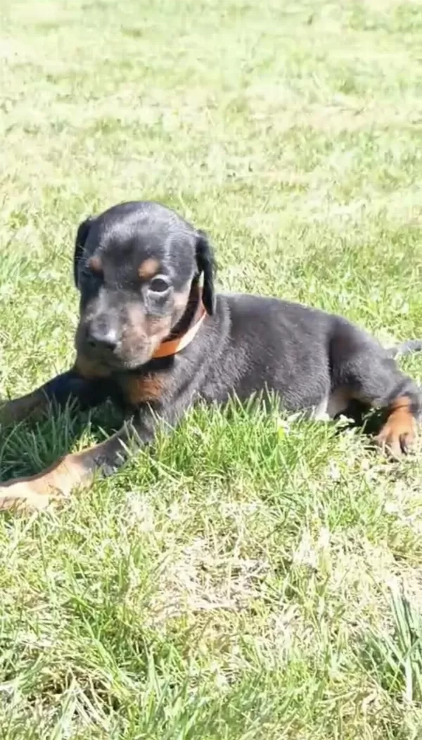 A Scrli Rezerveye Açik Doberman Yavrular