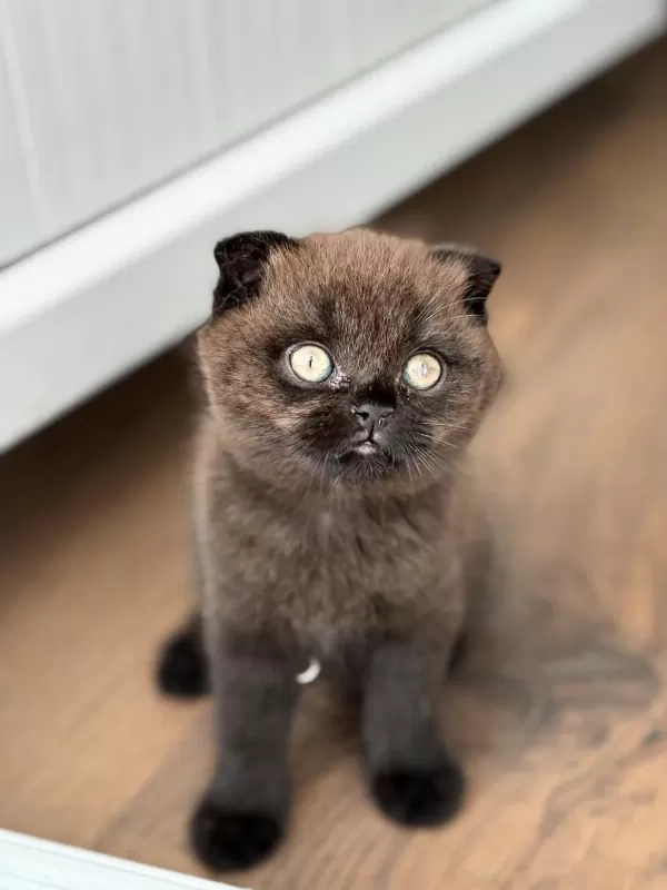 Scottish Fold Kedisi