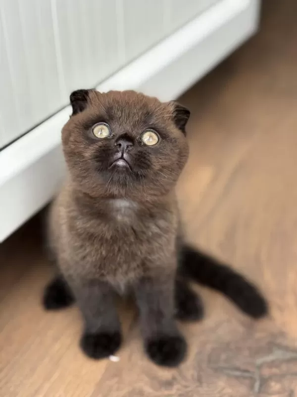Scottish Fold Kedisi