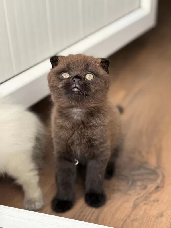 Scottish Fold Kedisi