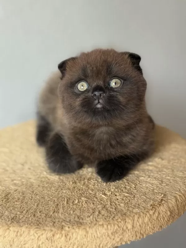 Scottish Fold Kedisi
