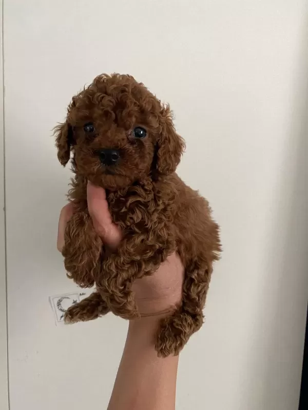 Toy Poodle Canlar Orijinal Ev Doğumlu