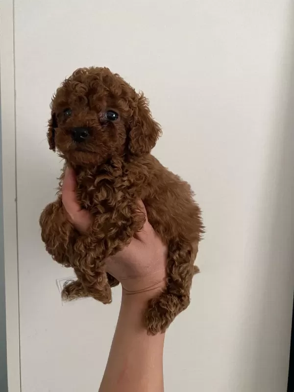 Toy Poodle Canlar Orijinal Ev Doğumlu