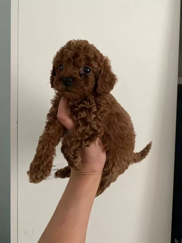 Toy Poodle Canlar Orijinal Ev Doğumlu