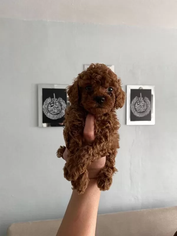 Toy Poodle Yavrular Orijinal Ev Doğumlu