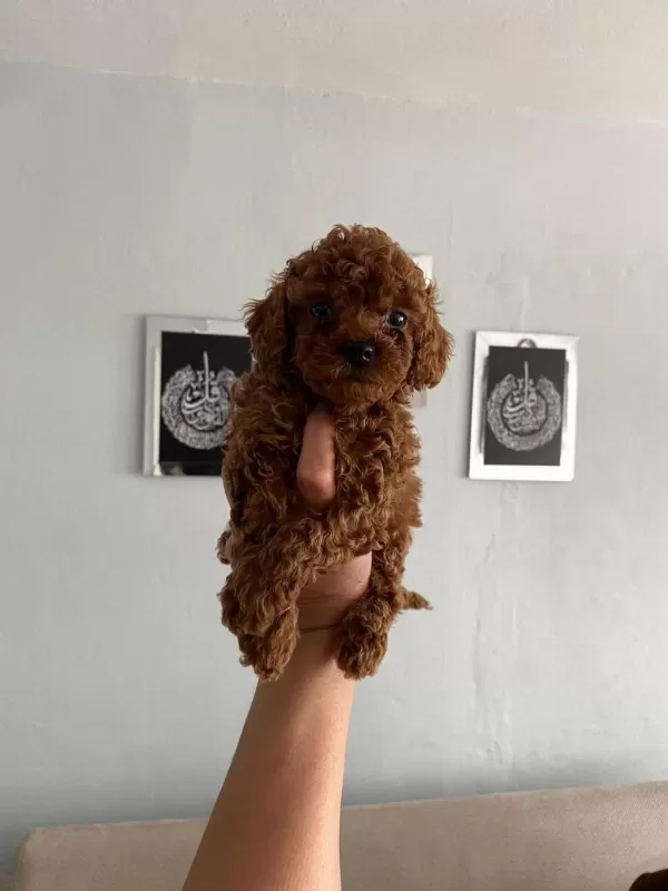 Toy Poodle Yavrular Orijinal Ev Doğumlu