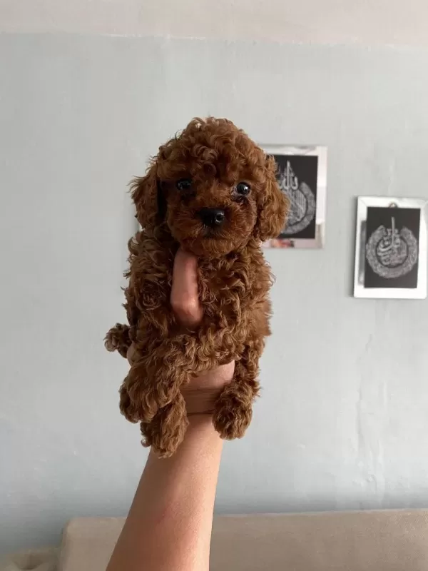 Toy Poodle Yavrular Orijinal Ev Doğumlu