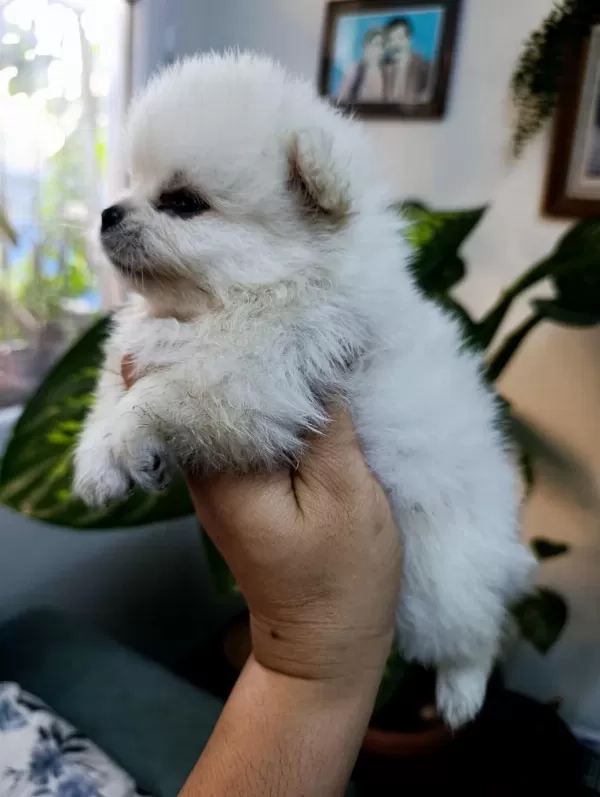 Pomeranian Boo Erkek Ve Dişi Yavrularımız