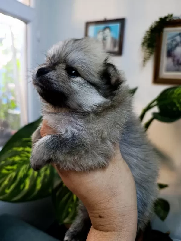 Pomeranian Boo Erkek Ve Dişi Yavrularımız