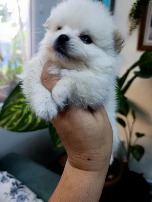 Pomeranian Boo Erkek Ve Dişi Yavrularımız