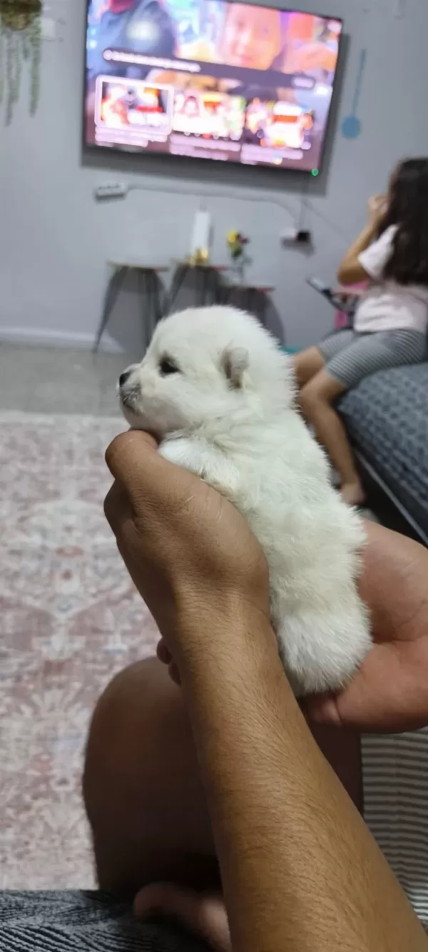 Pomeranian Boo Erkek Ve Dişi Yavrularımız