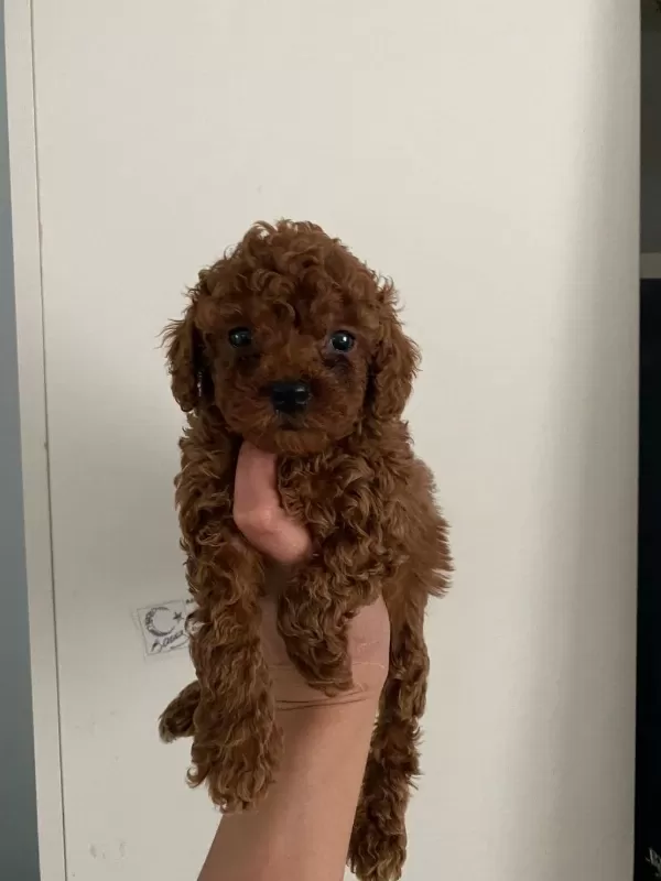 Orijinal Toy Poodle Yavrularim Ev Üretimi