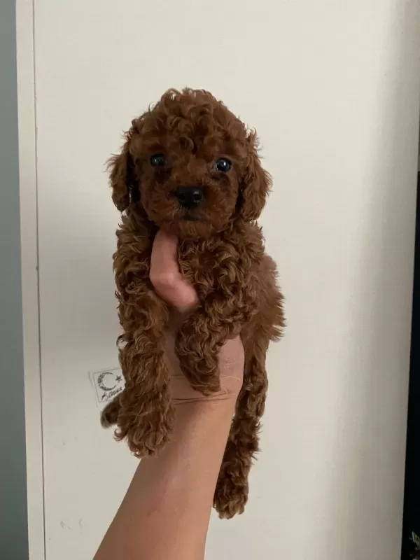 Orijinal Toy Poodle Yavrularim Ev Üretimi