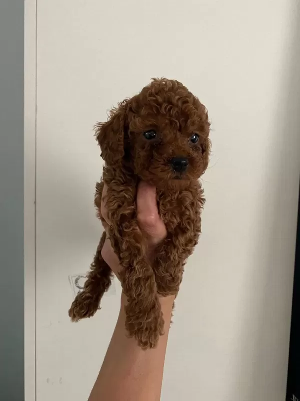 Orijinal Toy Poodle Yavrularim Ev Üretimi