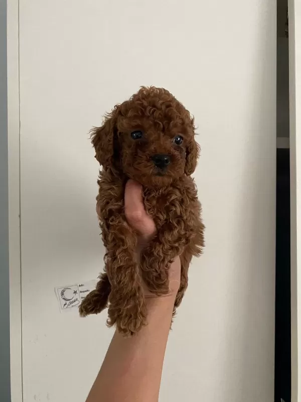 Orijinal Toy Poodle Yavrularim Ev Üretimi