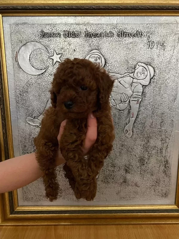 Toy Poodle Bebekler Orijinal
