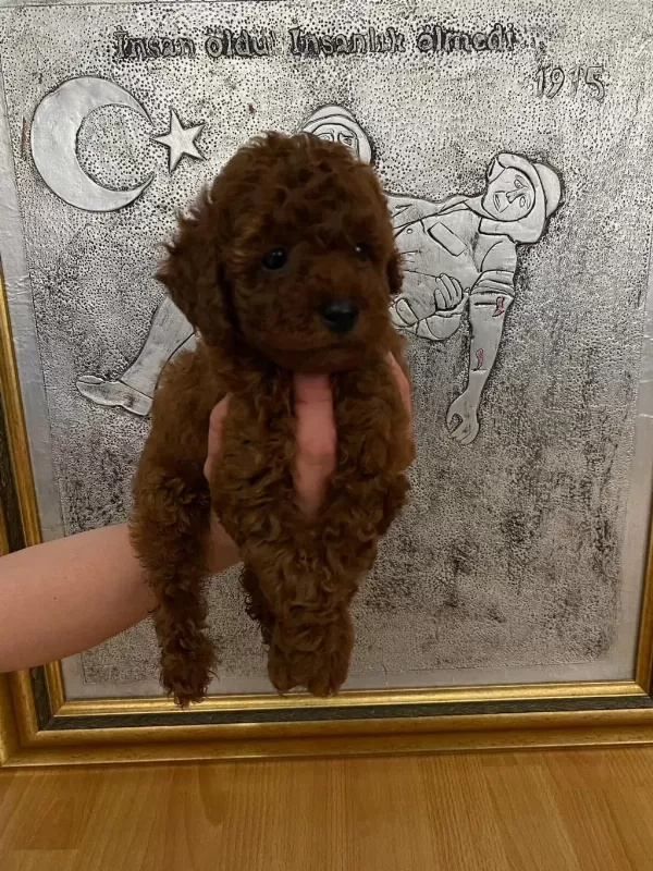 Toy Poodle Bebekler Orijinal