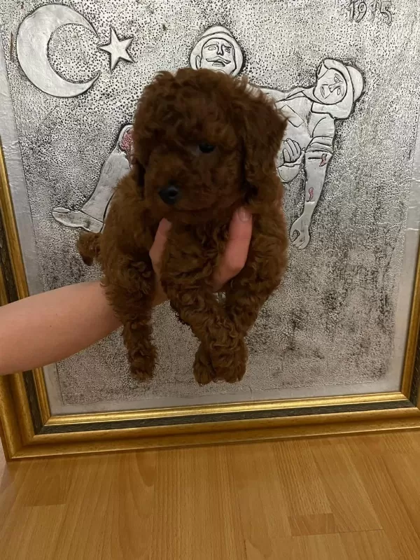 Toy Poodle Bebekler Orijinal