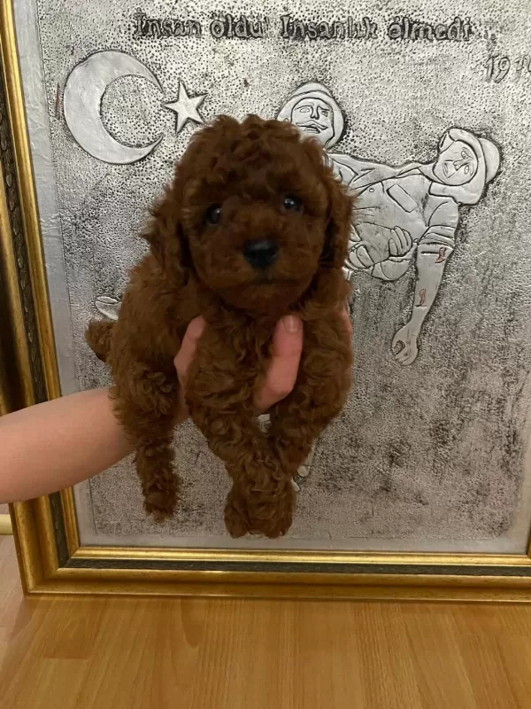 Toy Poodle Bebekler Orijinal