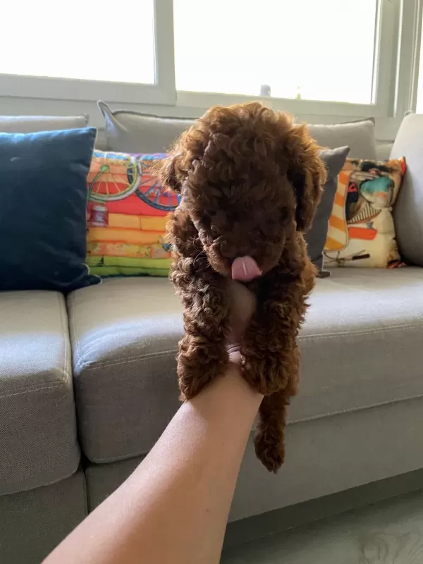 Toy Poodle Yavrularım Orijinal