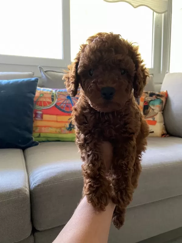 Toy Poodle Yavrularım Orijinal