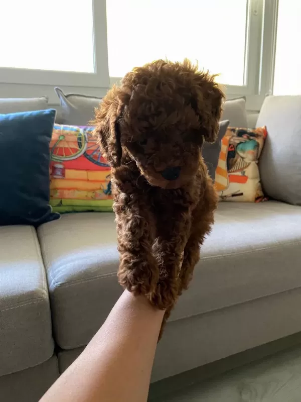 Toy Poodle Yavrularım Orijinal