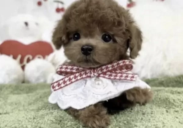 Toy Poodle A Kalite Safkan Kore