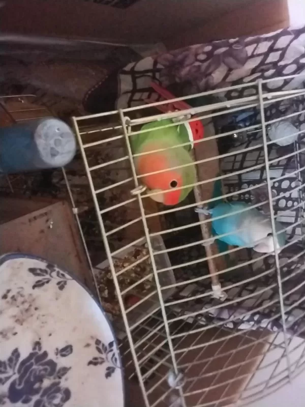 Sevda Cennet Papağanları Acil Sahiplendirme
