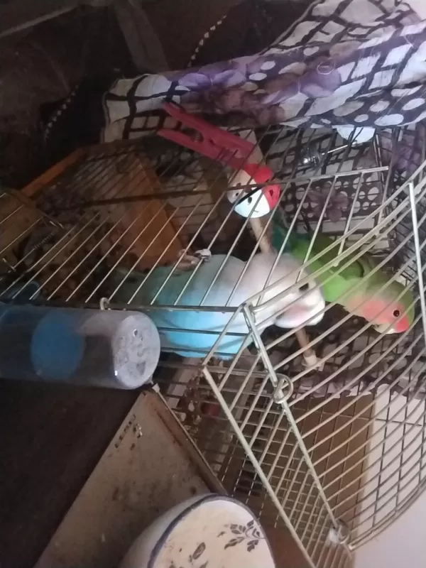 Sevda Cennet Papağanları Acil Sahiplendirme