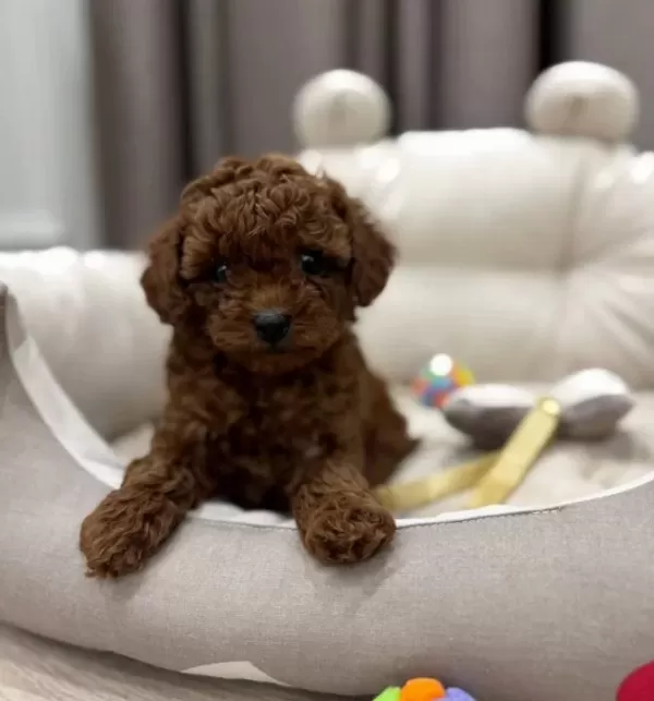 Kipkirmizi Red Toy Poodle Sevi̇mli̇ Yavrular