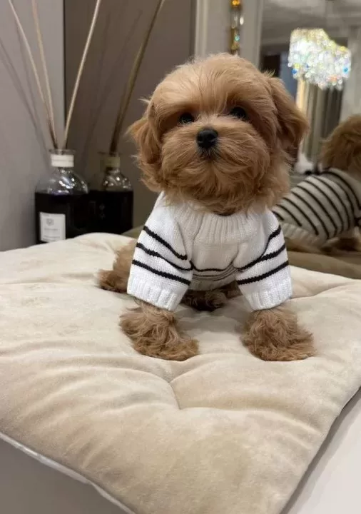 Kipkirmizi Red Toy Poodle Sevi̇mli̇ Yavrular