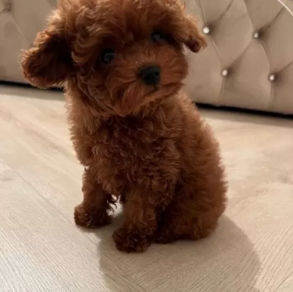 Muhteşem Kore Kan Toy Poodle Yavrularimiz