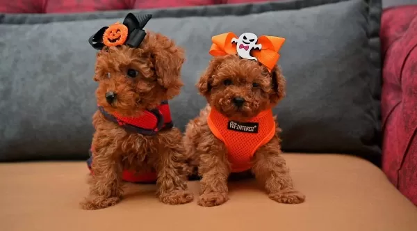 Toy Poodle Safkan Anne Babalardan Özel Yavrularımız